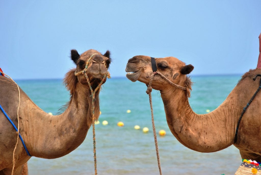 Camels on beach