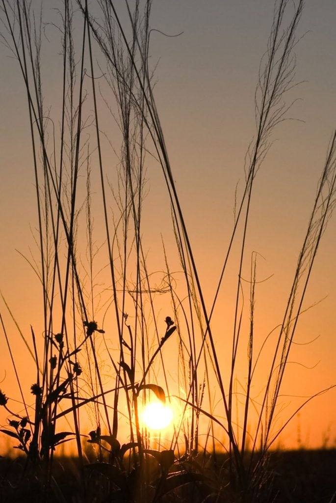 Cattails