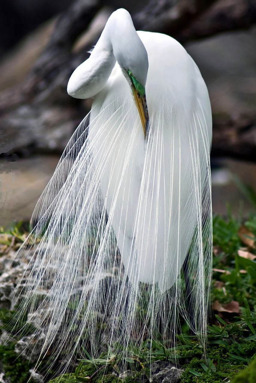 White bird feathering tail